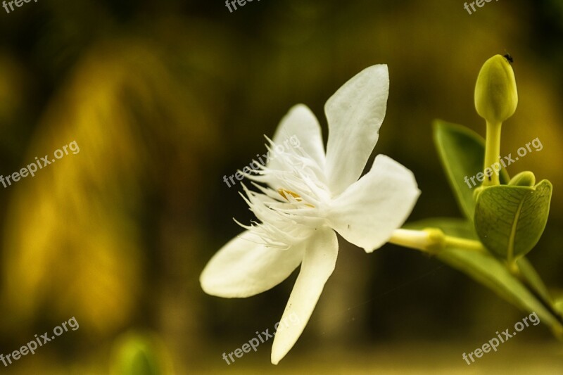 Flower Bee Nature Insect Spring