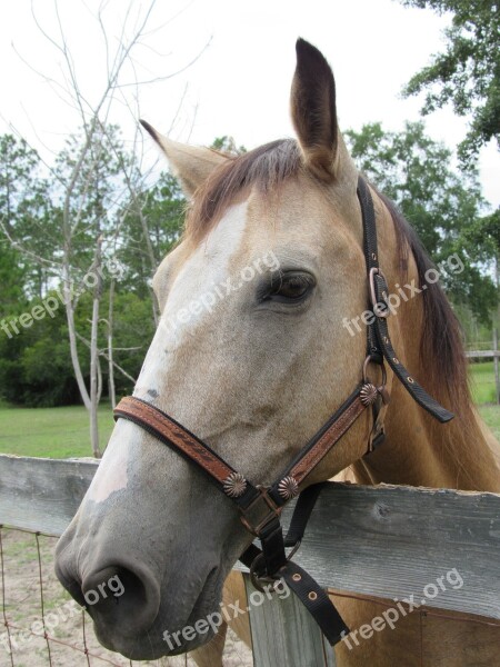 Horse Buckskin Tan Black White