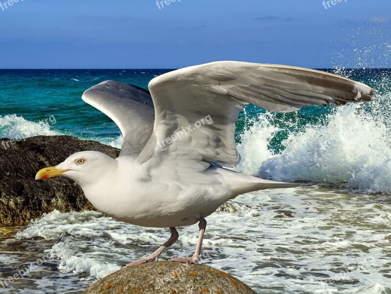 Gull Departure Start Bird Wing