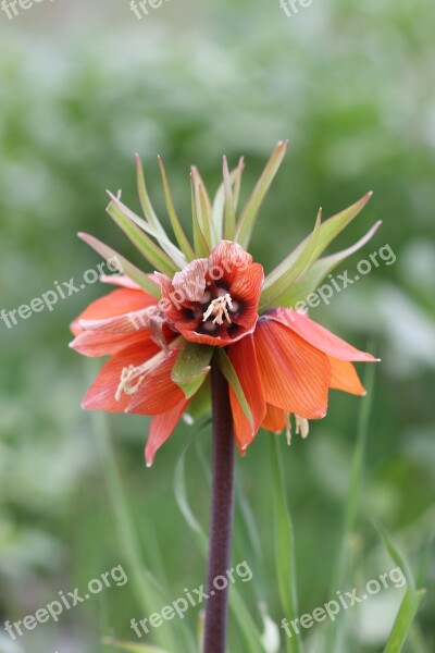 Tulips Reverse Tulip Flower Plant Nature Turkey