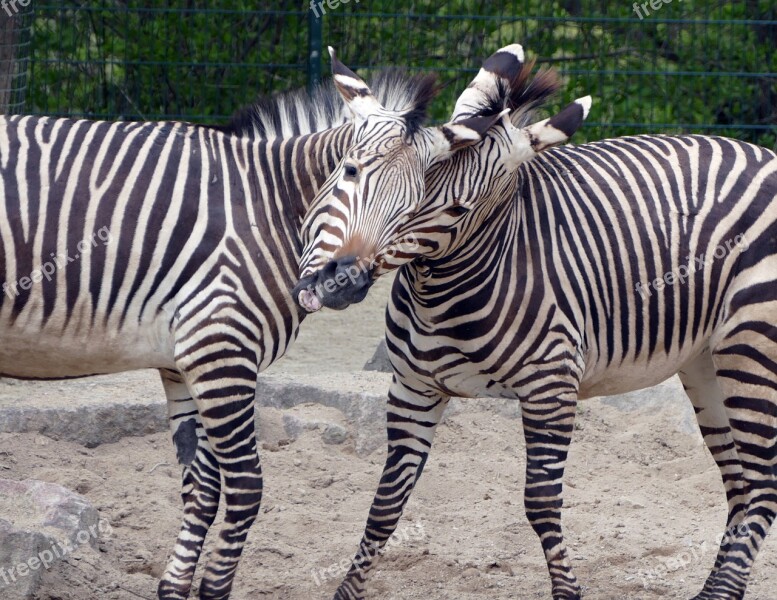 Zebra Animal Zoo Crosswalk Wild Animal