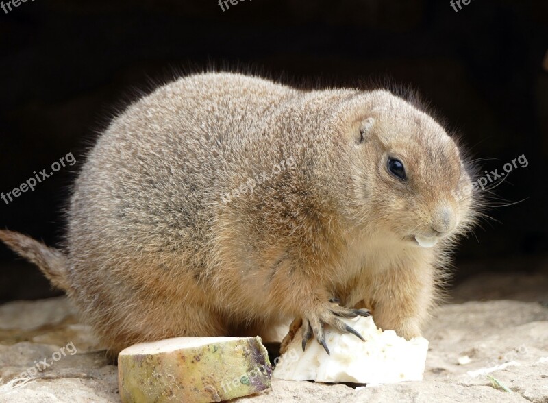 Prairie Dog Animal Food Rodent Wilderness