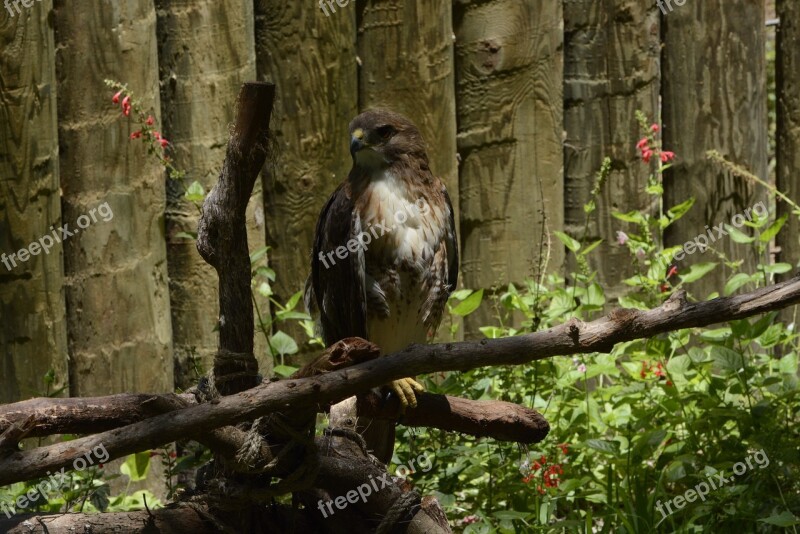 Red Tailed Hawk Bird Hawk Nature Raptor