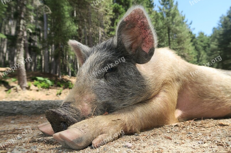 Wild Pig Piglet Little Pig Pig Corsica Free Photos