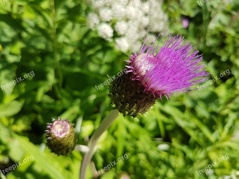 Milk Thistle Silybum Marianum Thistle Plant Purple