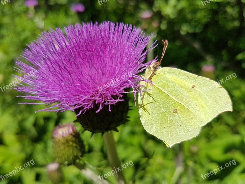 Pieridae Weislinge Gonepteryx Rhamni Butterfly Yellow