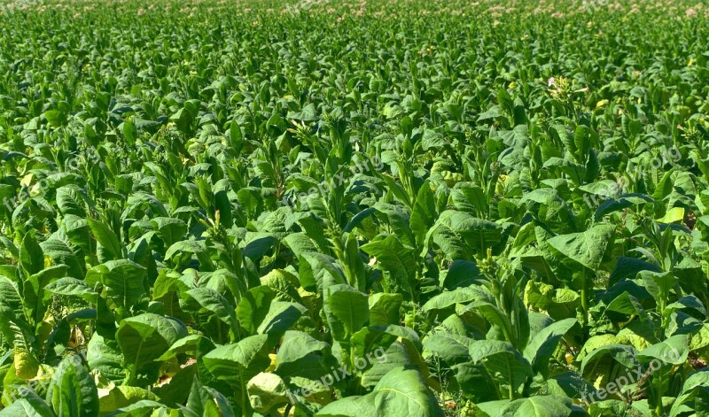 Tobacco Field Tobacco Plantation Cigarettes Nicotine