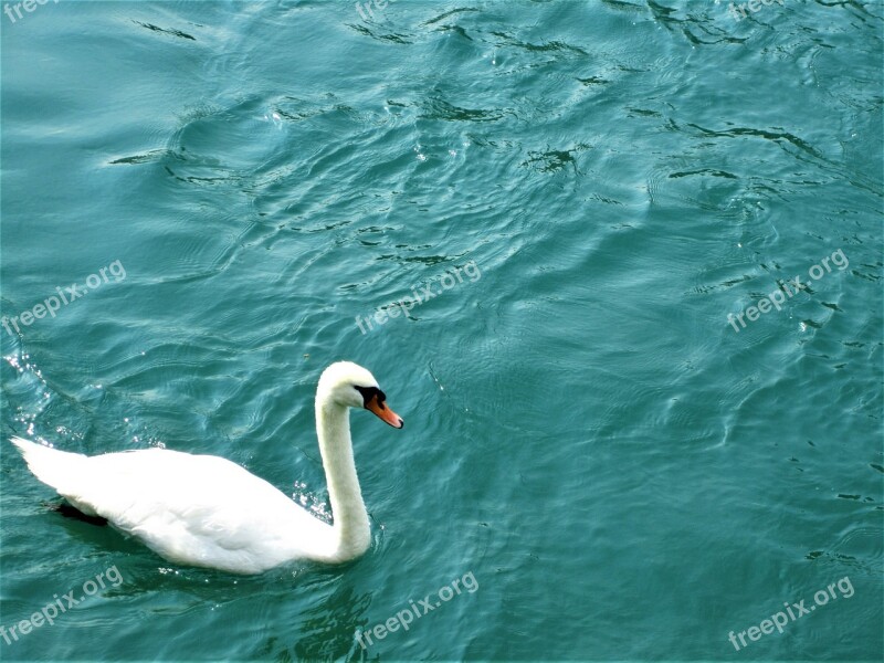 Swan Switzerland Water Lake Swiss