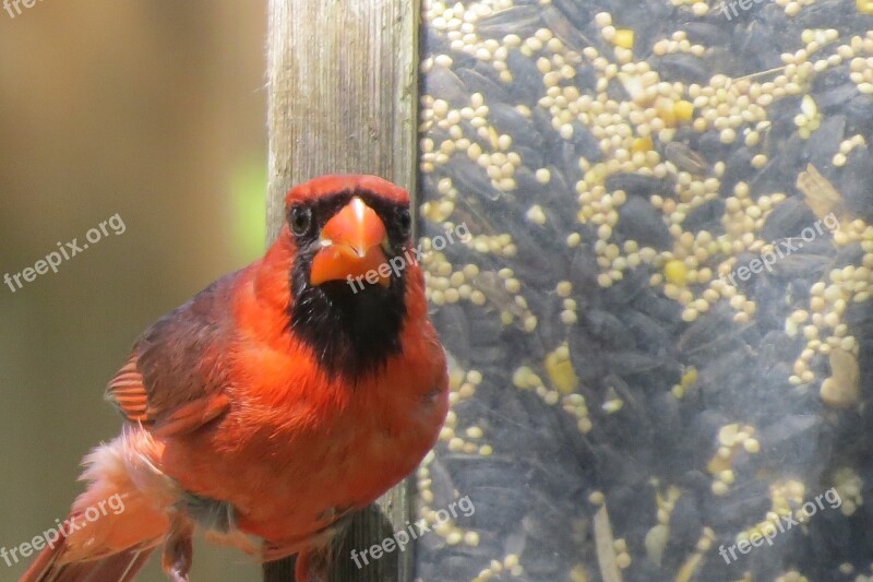 Bird Red Cardinal Wildlife Free Photos