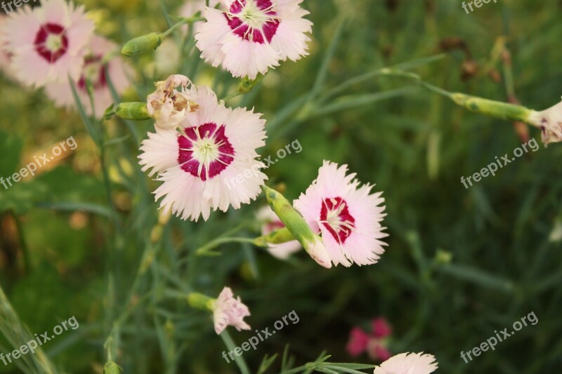 Flowers Gardens Nature Spring Green