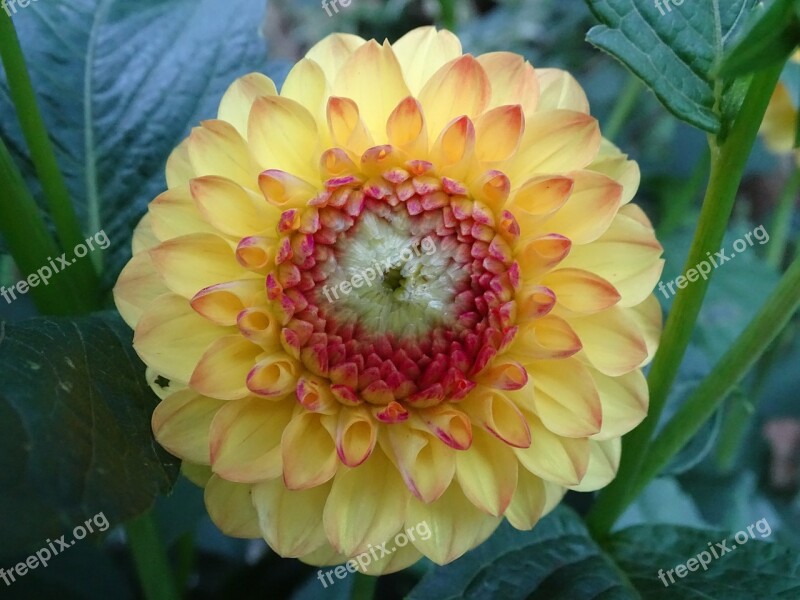 Dahlia Mandala Flower Yellow Dahlia Filled Dahlia Free Photos