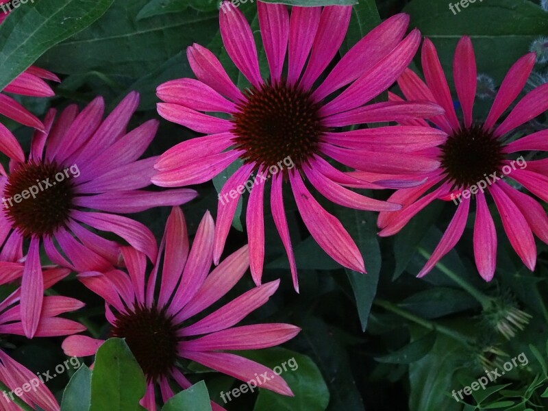 Echinacea Purpurea Coneflower Echinacea Purple Coneflower Purple Sparkle Sonnenhut