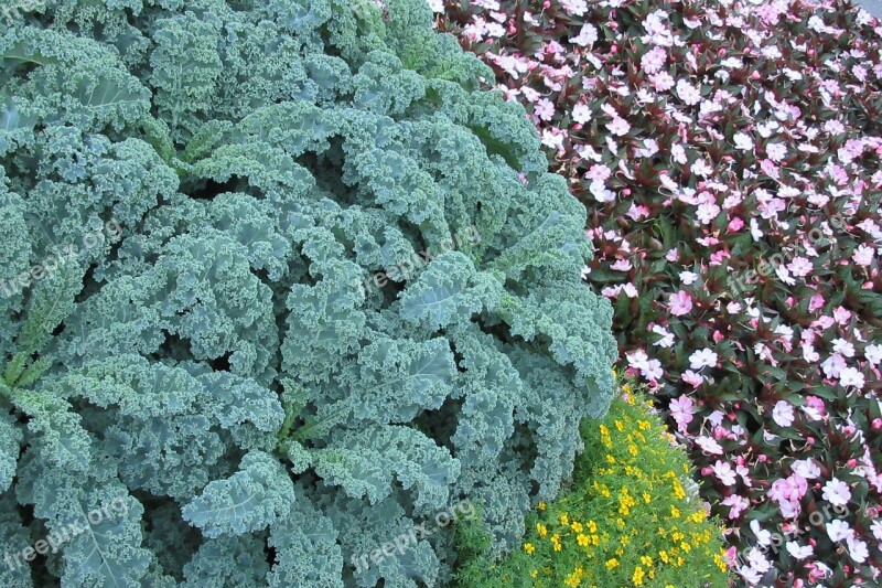 Coral Flower Park Free Photos