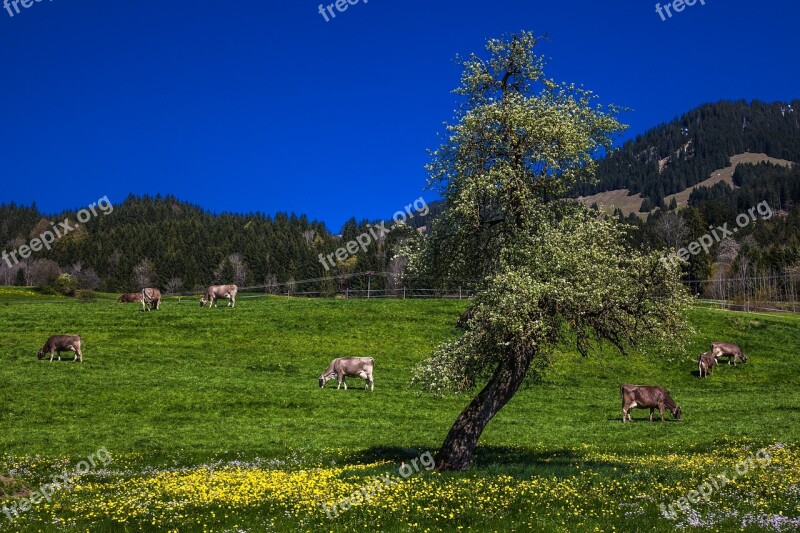 Allgäu Reported Allgäu Alps Cows Pasture