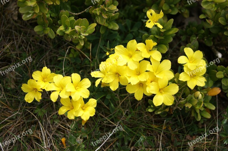 Flower Yellow Summer Flowers Yellow Was Macro