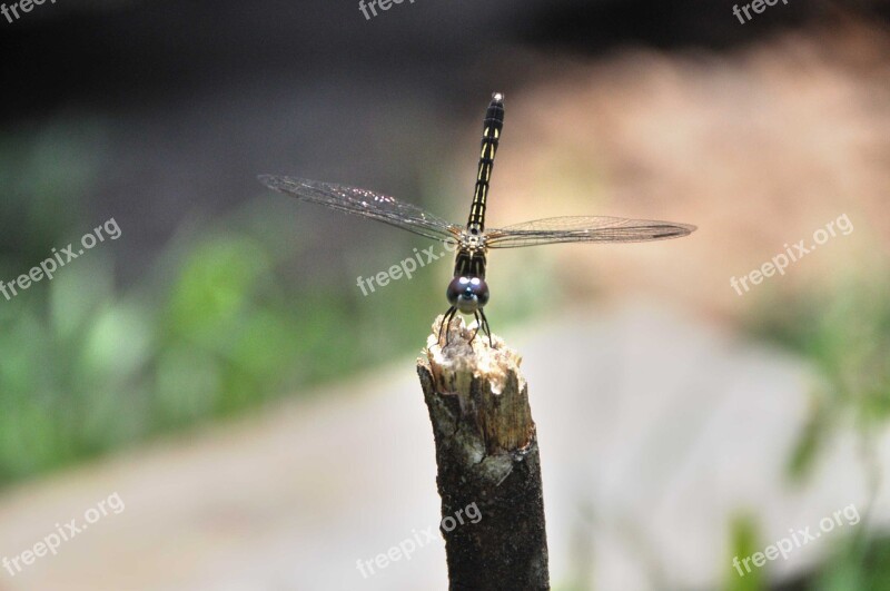 Dragon Fly Insect Fly Dragon Bug