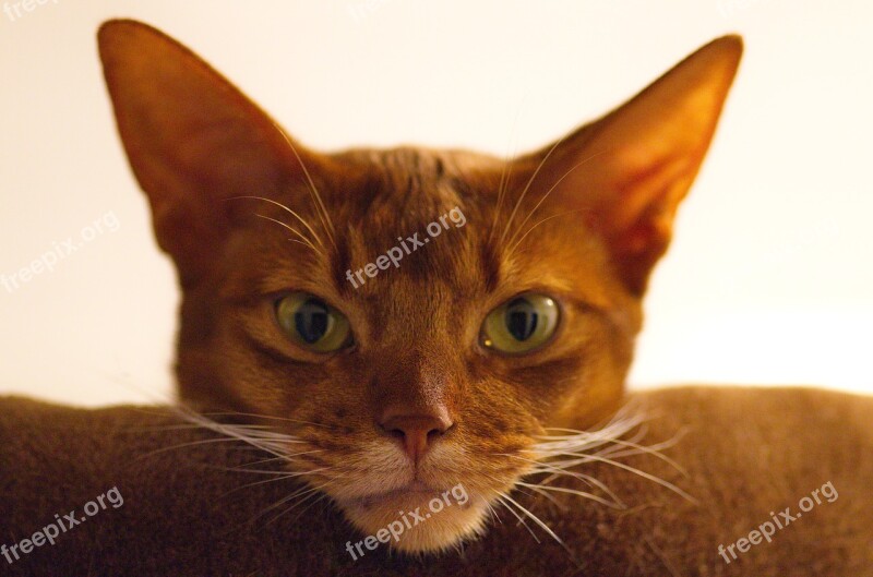 Cat Abyssinian Cat's Eyes Breed Cat Domestic Cat