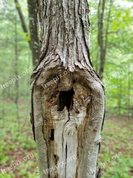 Tree Face Gandalf Nature Old Man