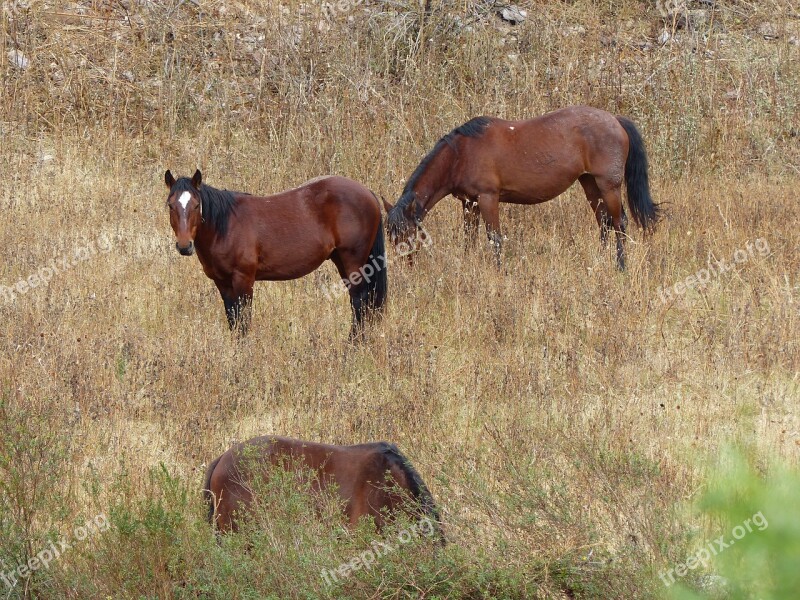 Horse Prado Animals Grass Field