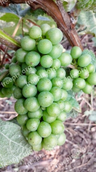 Grape Chardonnay Champagne Free Photos