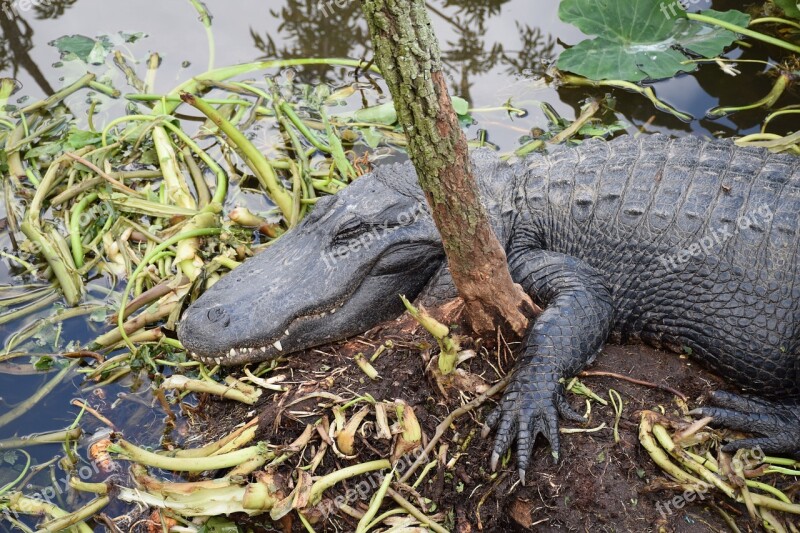 Alligator Closeup Sleeping Gator Cute