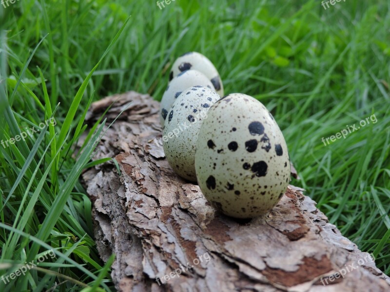 Quail Eggs Bark Ranking Meadow Free Photos