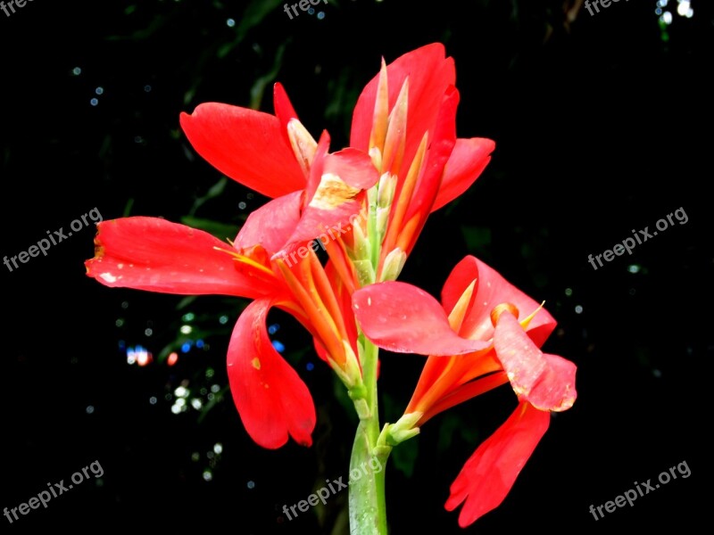 Red Flower Flower Close Up Red Nature