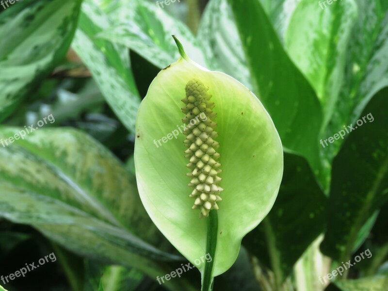 Cobra Flower Snake Flower Flower Cobra Snake