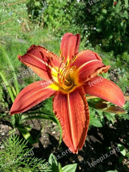 Flowers Lily Day-lily Petals Red