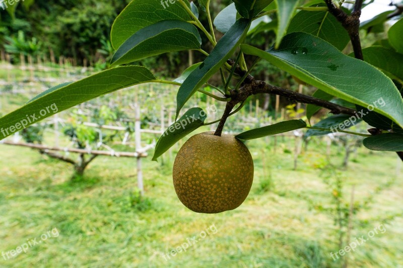 Fruit Peach Farm Free Photos