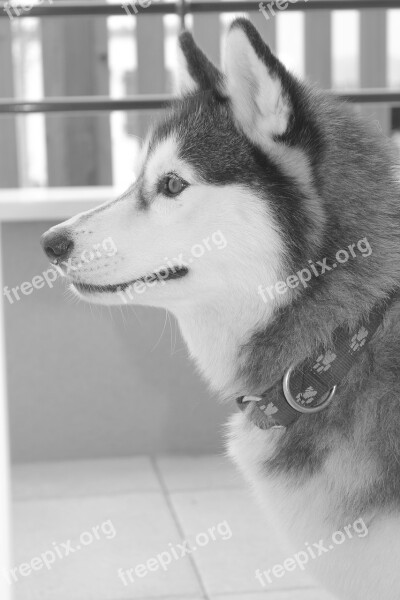 Husky Siberian Picture Black White Free Photos