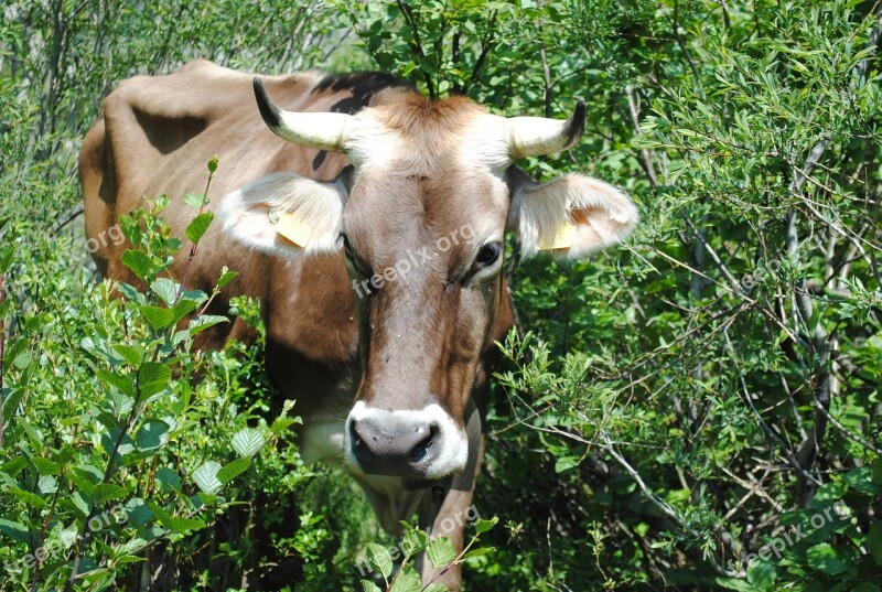 Discover Nature Cow Brown Swiss Meadow