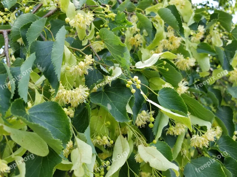 Honeysuckle Flower Nature Plant Botanical