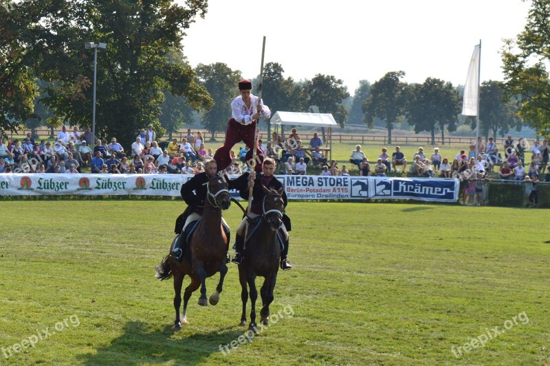 Hungarian Post Horse Kaltblut Demonstration Stallion Parade