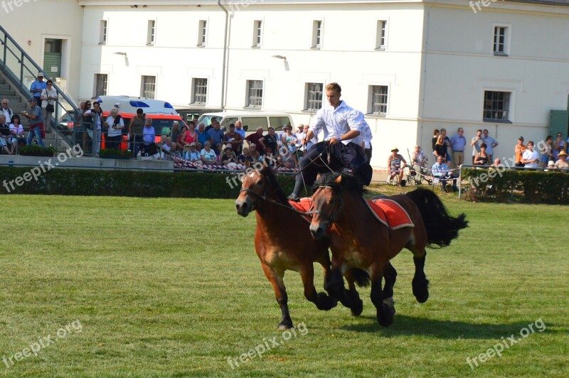 Hungarian Post Horse Kaltblut Demonstration Stallion Parade