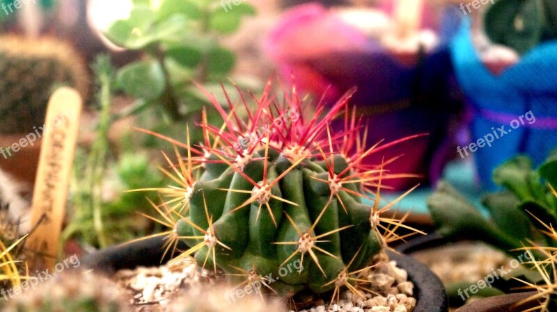 Cactus Mexico Thorns Plants Garden