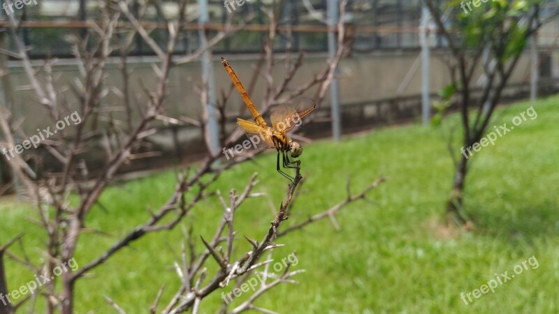 Odonata Non-fin Suborder Dragonfly Section Free Photos