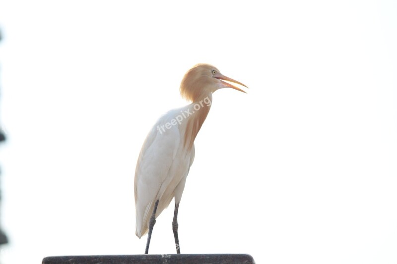 Crane Bird Long-necked Nature Feather