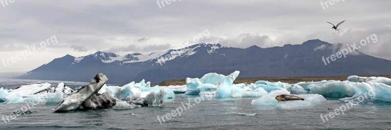 Lagoon Jökulsárlón Iceland Windmill Gard Iceberg Seal