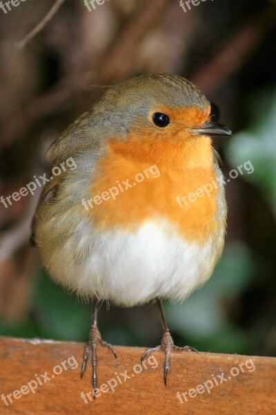 Robin Bird Garden Bird Free Photos