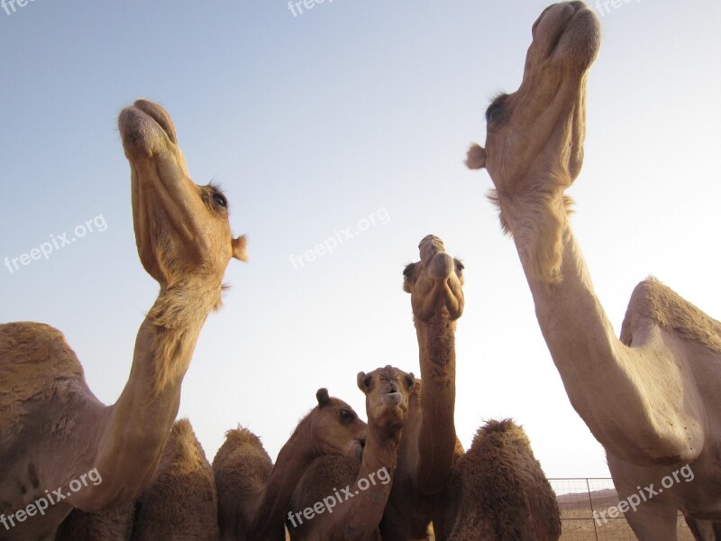 Camels Oman Desert Dromedary Travel