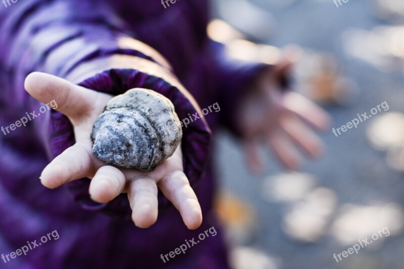 Shell Fall Child Promenade Color