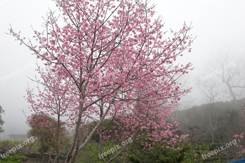 Cherry Blossoms The Mist Of Cherry Blossoms Pink Free Photos