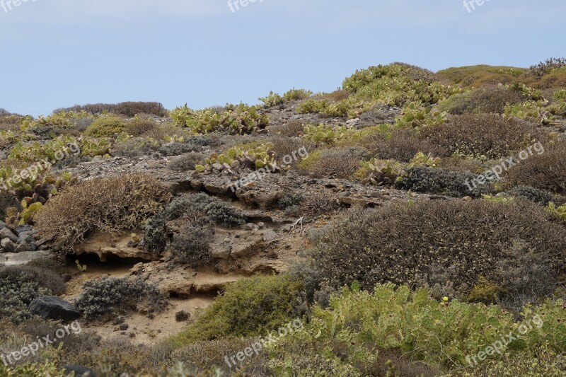 Landscape Cactus Karg Plant Nature