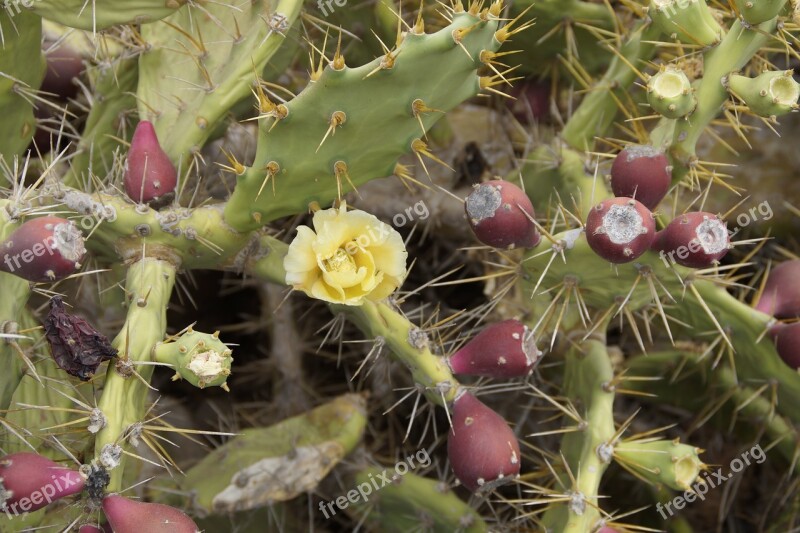 Cactus Blossom Bloom Bloom Cactus Blossom