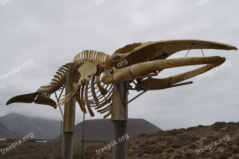 Whale Skeleton Skeleton Wal Sculpture Tenerife