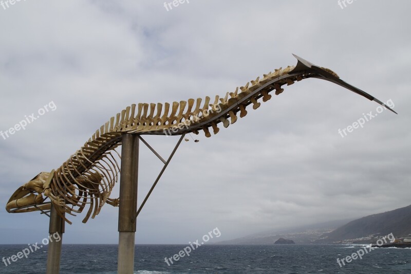 Whale Skeleton Skeleton Wal Sculpture Tenerife