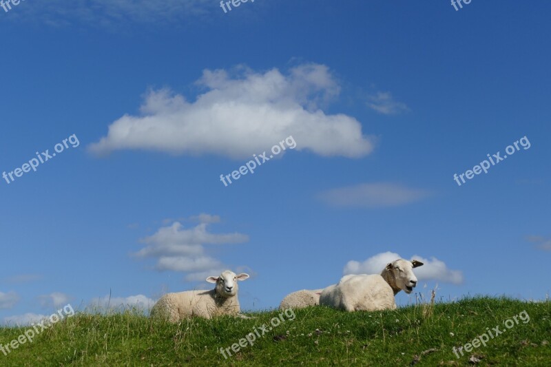 Sheep Summer Dike Schäfchen Lamb