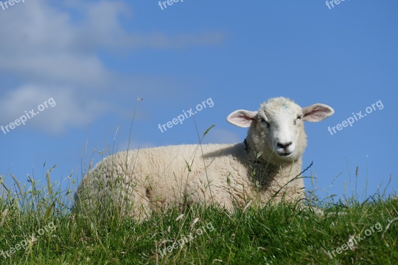 Sheep Summer Dike Schäfchen Lamb