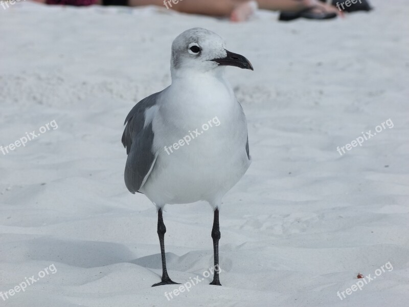 The Seagull Bird Sea Sea Bird Gulls